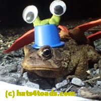 /home//u458753944/public_html/sourcegallery//Roxborough Toad Detour/2013-2019/2018/2018-04-13/P4130031.JPG